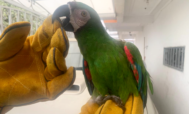 Policía nacional logra la incautación de 06 especies silvestres