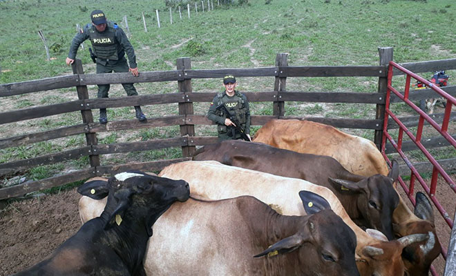 En-Ofensiva Nacional-contra-el-Delito-recuperamos-cinco-semovientes-e-incautamos-17-más