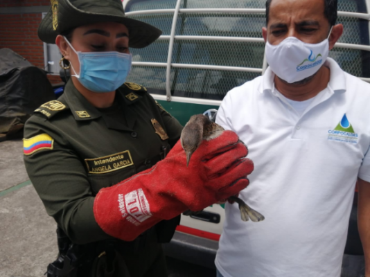 Tres especies fueron devueltas a su hábitat natural