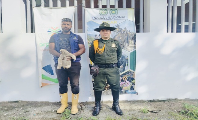 Un Policía y funcionario de Protección Ambiental en Nariño, rescatan un oso perezoso  