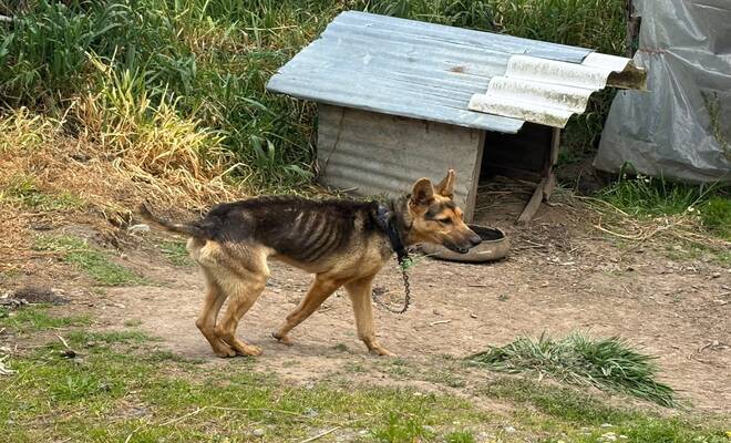 Canino rescatado en malas condiciones de salud