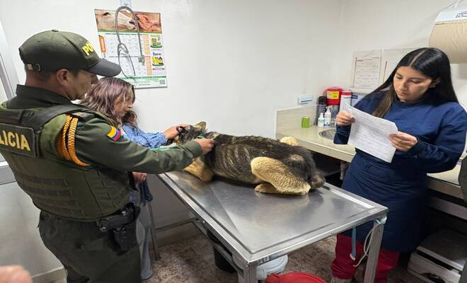Revisión medico veterinaria de canino rescatado por la Policía 
