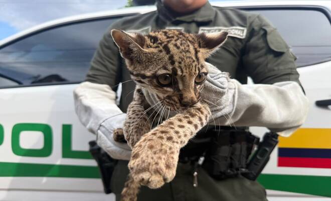 Rescate de un felino silvestre realizado por uniformados de la Policía Nacional.