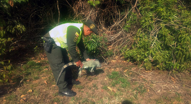 La Policía Nacional-vela por la protección y cuidado de la fauna silvestre-Meta