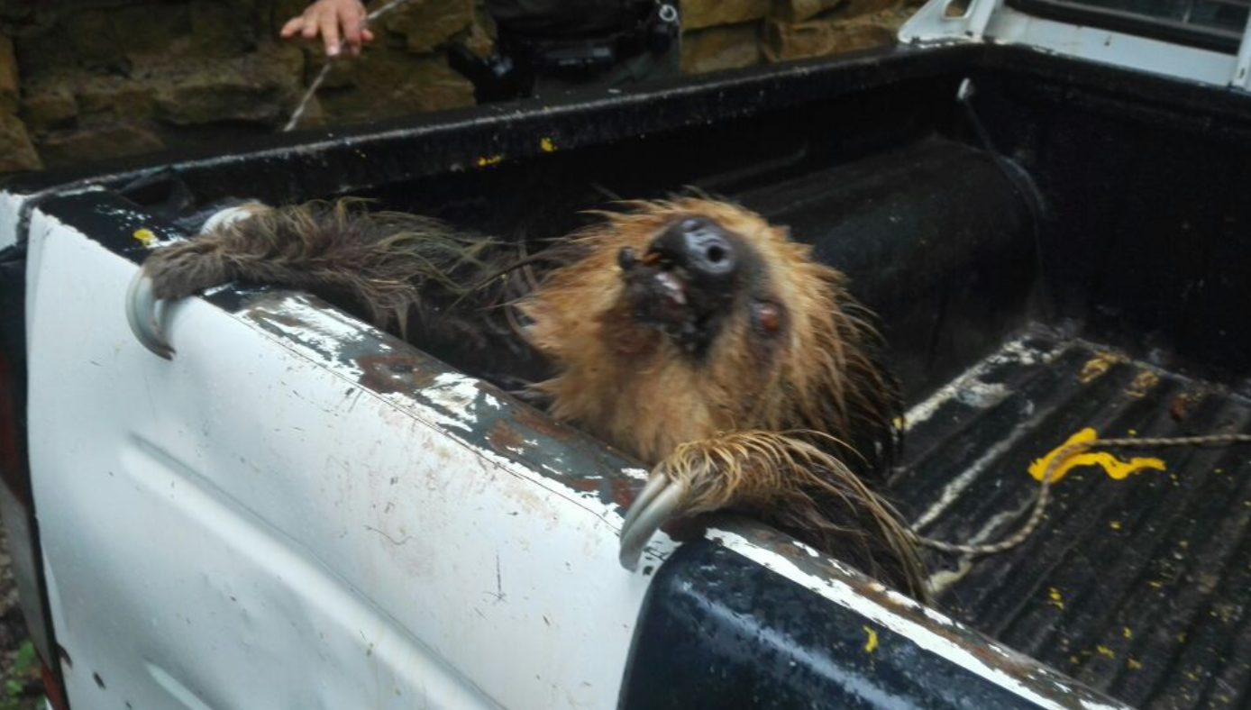 Rescatado oso perezoso Choloepus