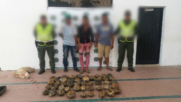 capturados-hicoteas-trafico-faunas-ambiental-los andes-nueva granada-magdalena