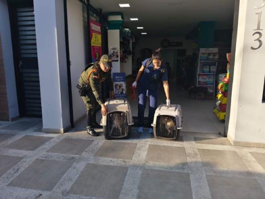 un policía al lado de una veterinaria con dos perros rescatados
