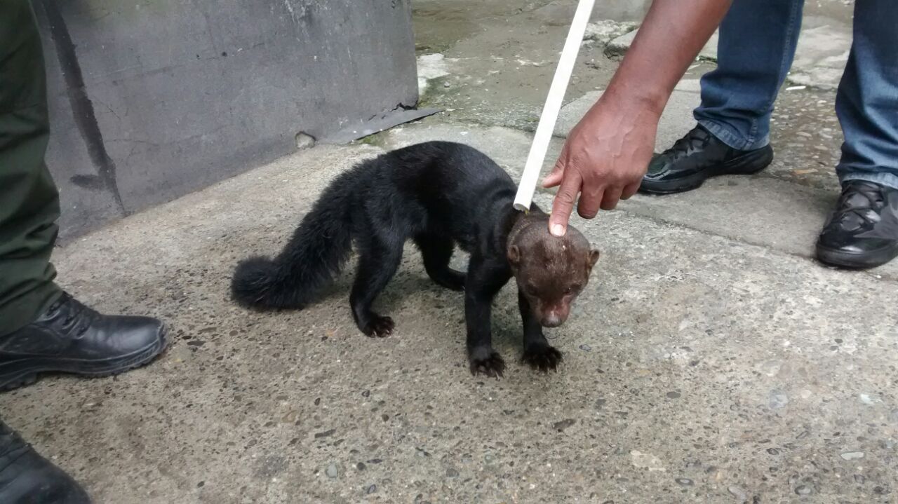 chocó-maltrato-policia ambiental rescata