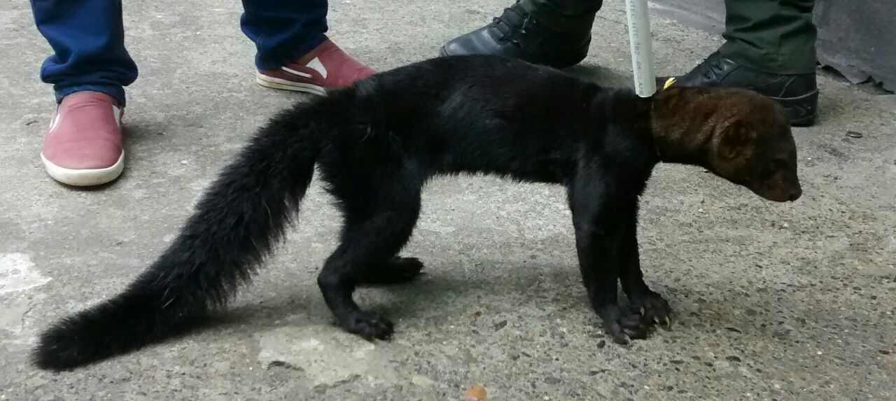 chocó-maltrato-policia ambiental rescata