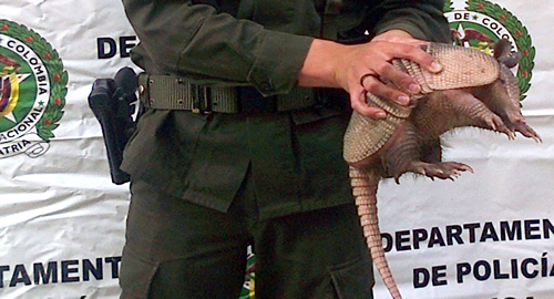 armadillo
